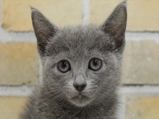 広島県のロシアンブルー (ペッツワン広島LECT店/2024年9月16日生まれ/女の子/ブルー)の子猫